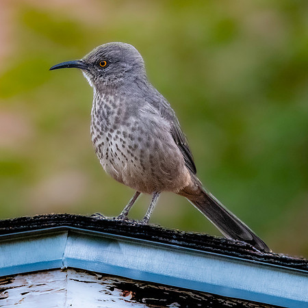 Bendire's thrasher