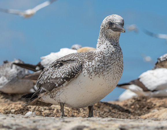 Southern, Australasian Gannet, immature