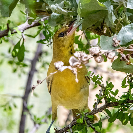 Hooded oriole, female