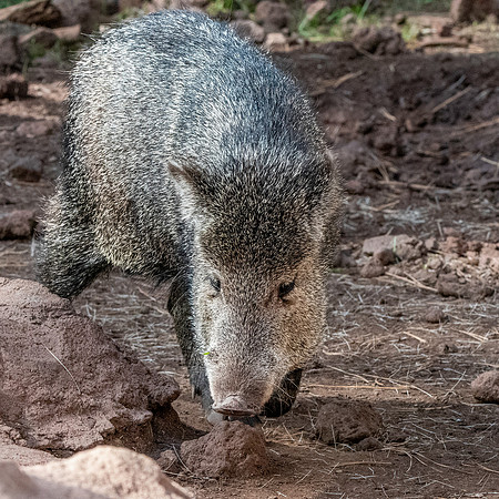 Javelina