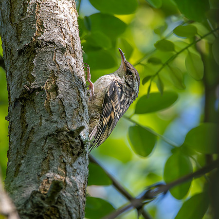 Short toed treecreeper