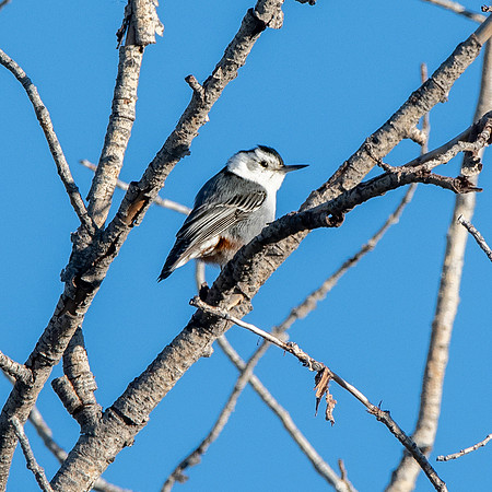 White breasted nuthatch
