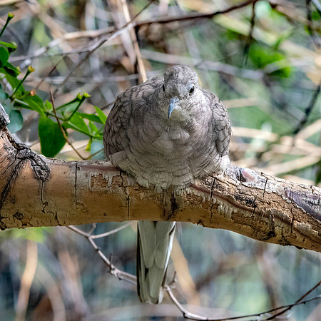 Inca Dove