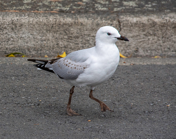 Black billed gull