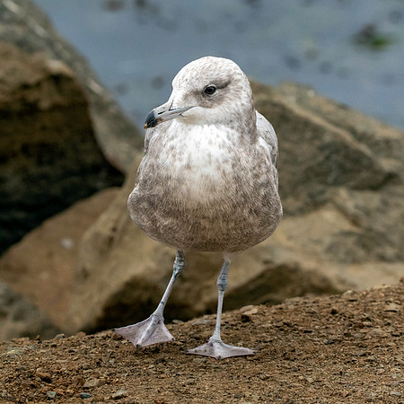 California gull
