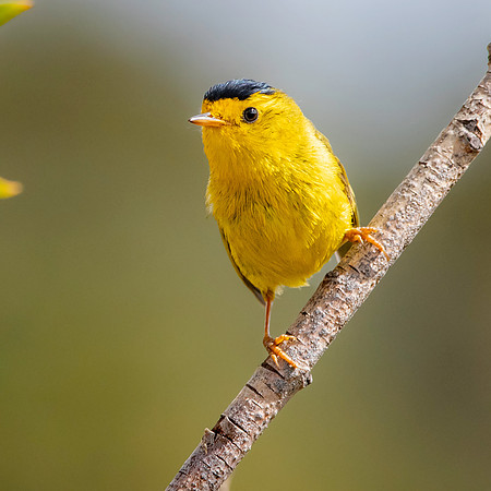 Wilson's warbler