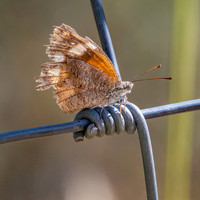 American snout
