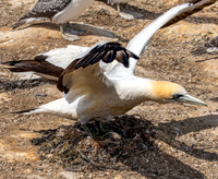 Southern, Australasian Gannet