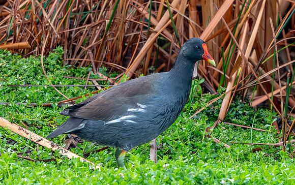 Common gallinule