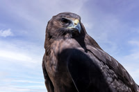 Swamp / Australasian harrier