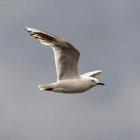Black billed gull