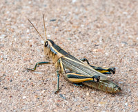 Two-striped grasshopper