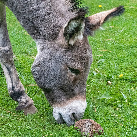 Burro