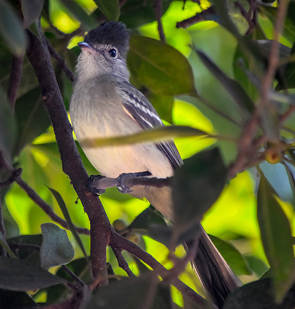 Apical flycatcher