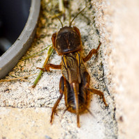European mole cricket