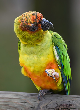 Jandaya parakeet