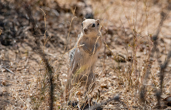 San Joaquin / Nelson antelope squirrel