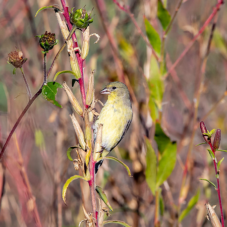 Lesser goldfinch