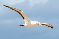 Southern, Australasian Gannet