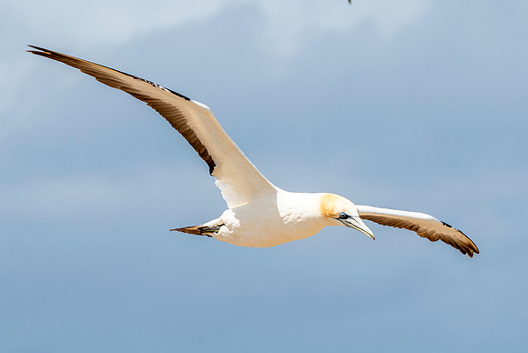 Southern, Australasian Gannet