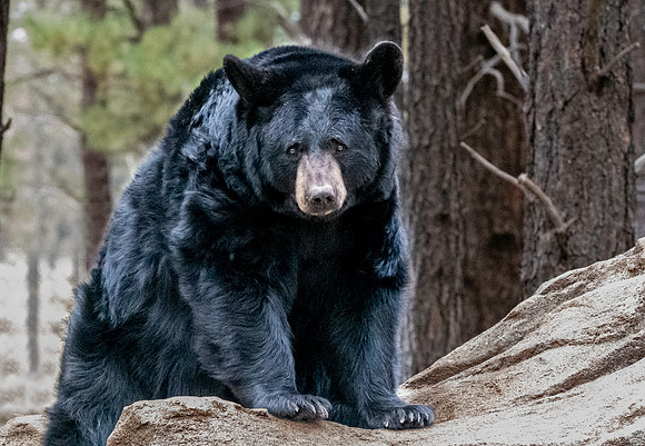 Black bear