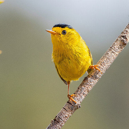 Wilson's warbler