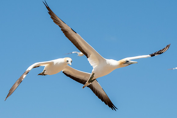 Southern, Australasian Gannet