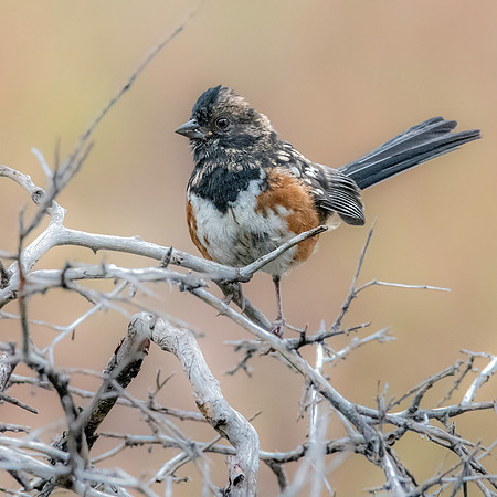 Spotted towhee
