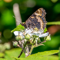 Small tortoiseshell