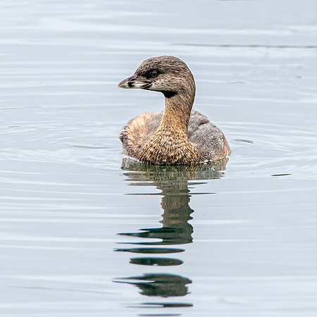 Pied billed grebe