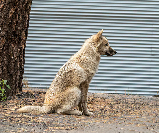 Arctic / Tundra wolf