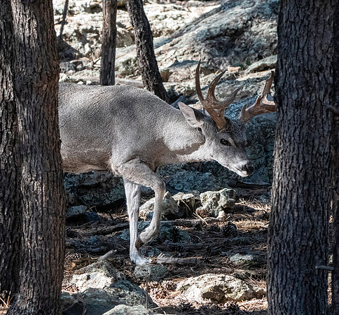 Mule deer