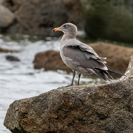 Heermann's Gull