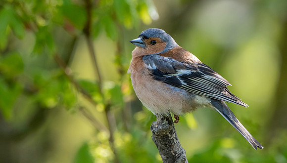 Chaffinch