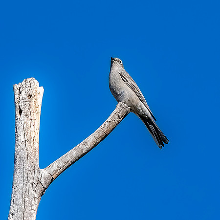 Townsend's solitaire