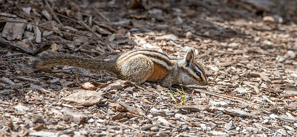 Grey collared chipmunk