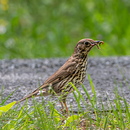 Song thrush