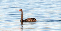 Black swan