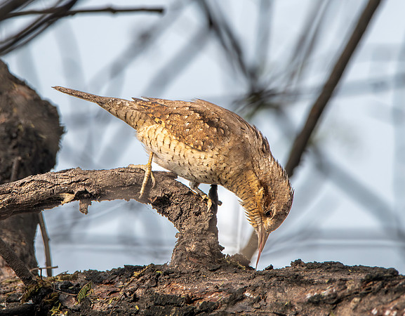 Wryneck