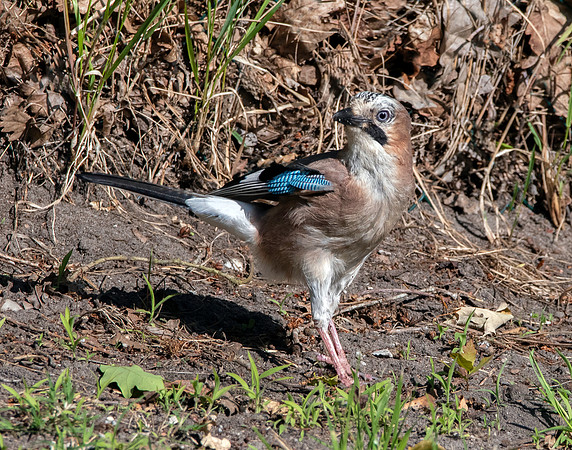 Eurasian Jay