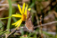 Funereal duskywing
