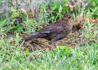 Common blackbird, female