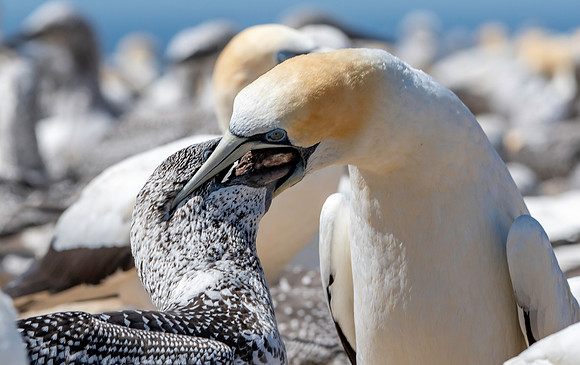 Southern, Australasian Gannet