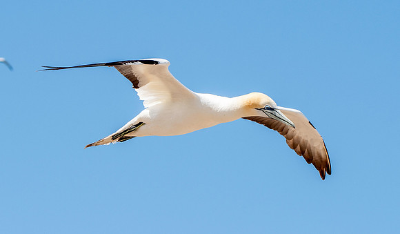 Southern, Australasian Gannet