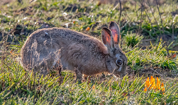 Brown hare