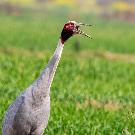 Sarus crane