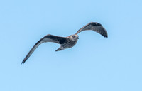 Kelp gull, immature