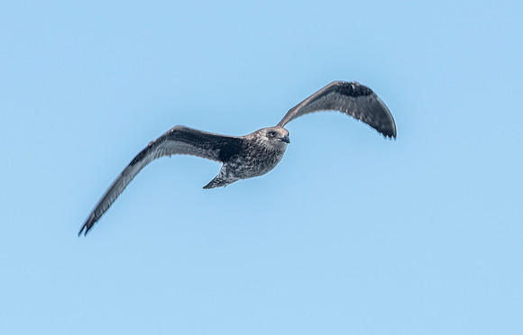 Kelp gull, immature