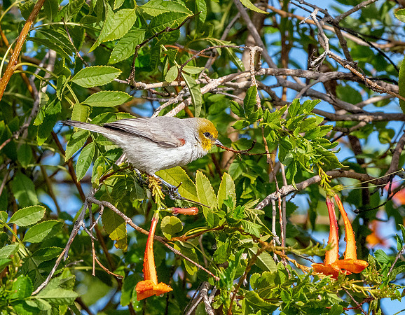 Verdin