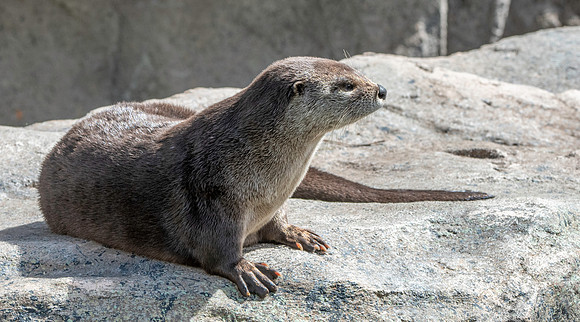 North American river otter